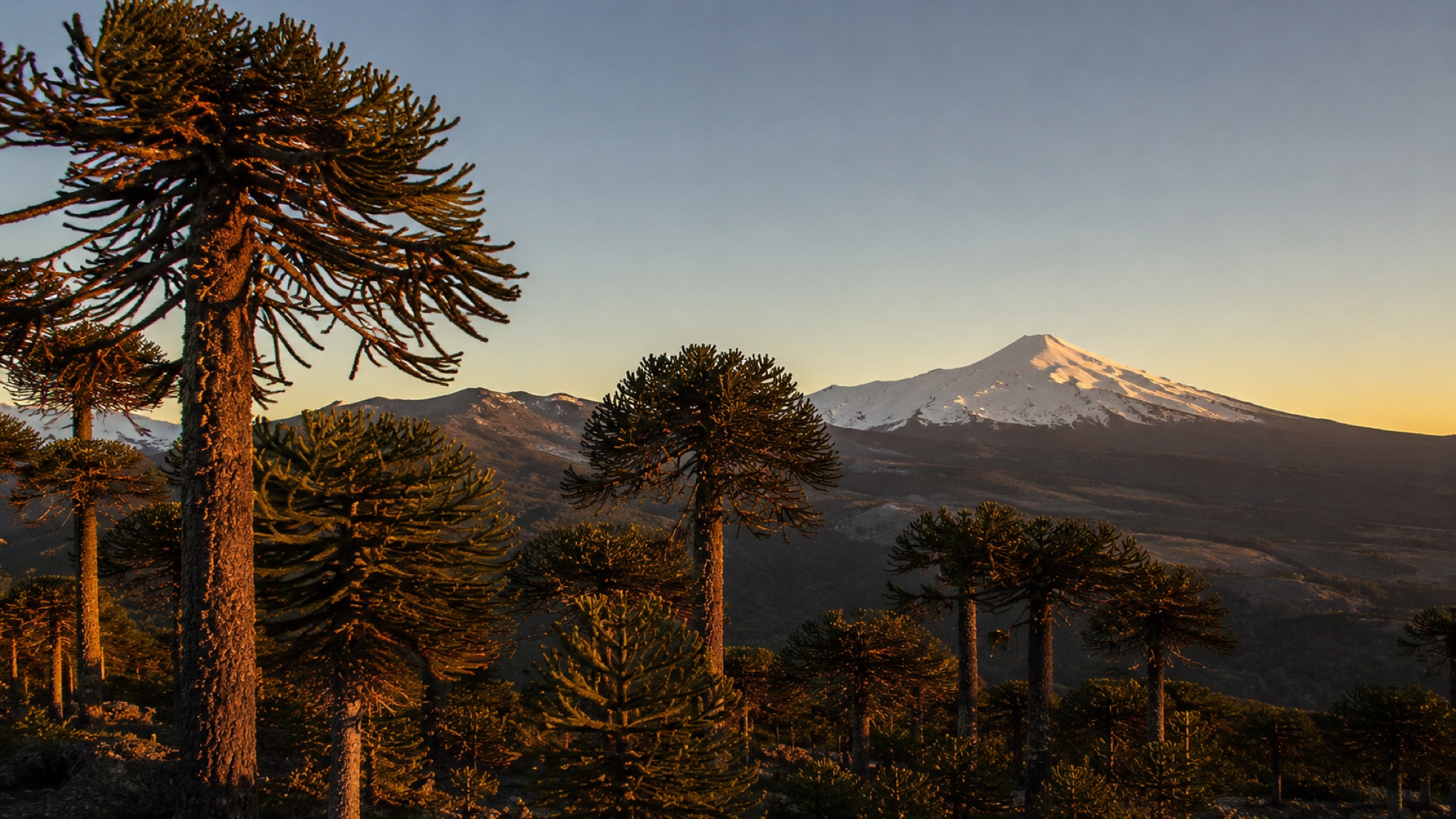 Araucarias y volcán cerca de Pucón